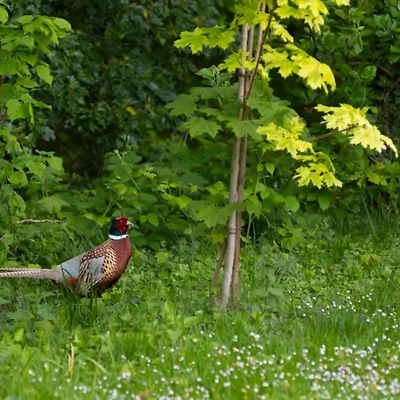 Le Domaine De - Legends Отель типа 